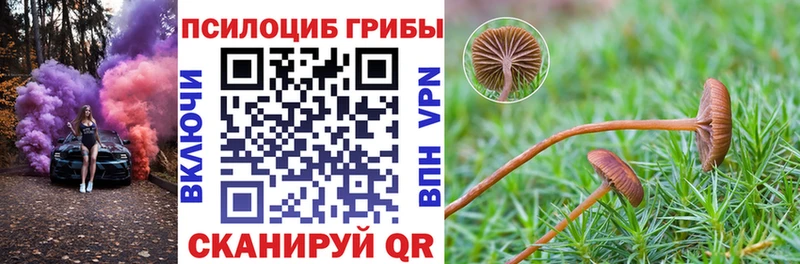 где купить наркоту  Новосокольники  Псилоцибиновые грибы Cubensis 